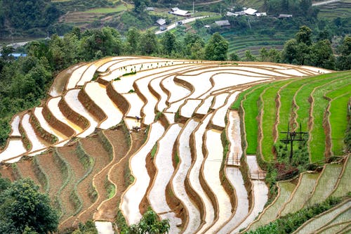 有关天性, 戶外, 水稻梯田的免费素材图片