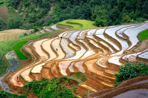 有关农业用地, 林場, 水稻梯田的免费素材图片