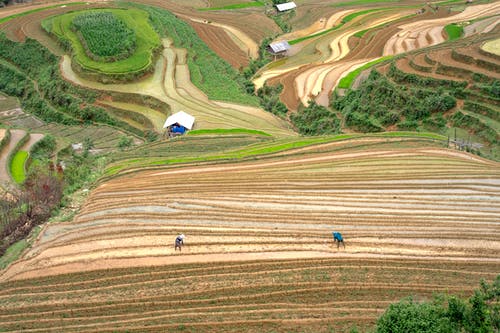 有关下田, 人, 农民的免费素材图片