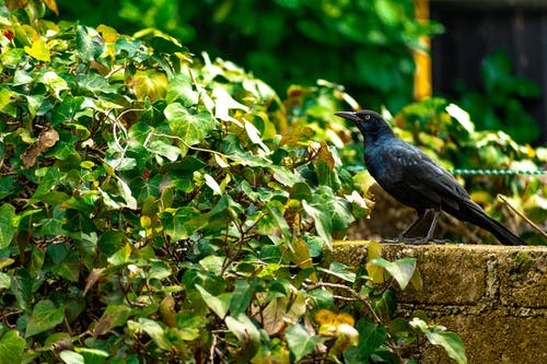 有关側面圖, 動物攝影, 工厂的免费素材图片