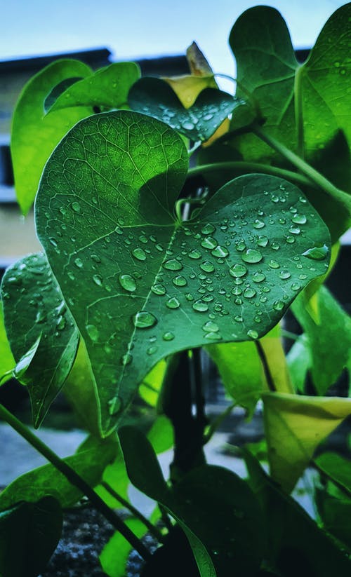 有关水, 水滴, 綠色的免费素材图片