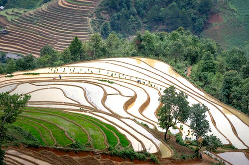 有关天性, 戶外, 水稻梯田的免费素材图片