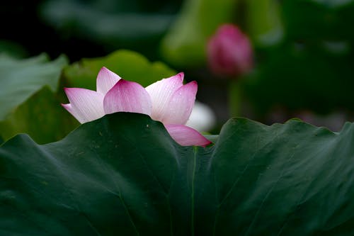 有关'印度莲花', ネン宝ナ科, 味道的免费素材图片