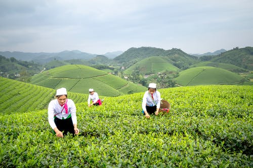 有关一起, 亞洲, 农家庭院的免费素材图片