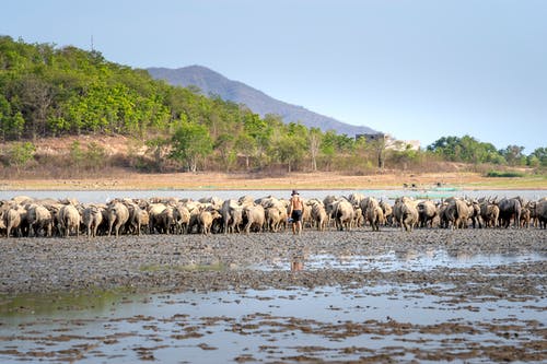 有关一群動物, 兒童, 动物学的免费素材图片