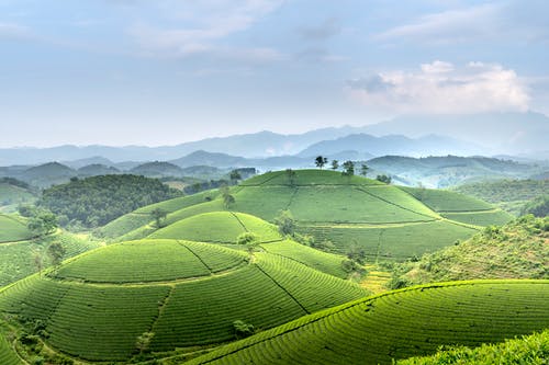 有关农艺学, 厚, 增長的免费素材图片