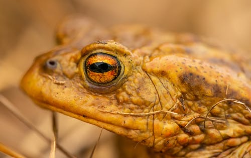 有关兩棲動物, 動物, 宏觀的免费素材图片