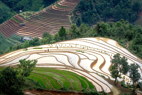 有关天性, 戶外, 水稻梯田的免费素材图片