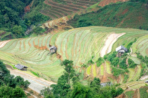 有关天性, 戶外, 水稻梯田的免费素材图片
