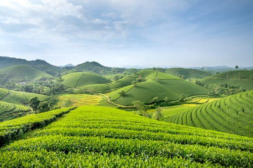 有关Copyspace, 农艺学, 和諧的免费素材图片