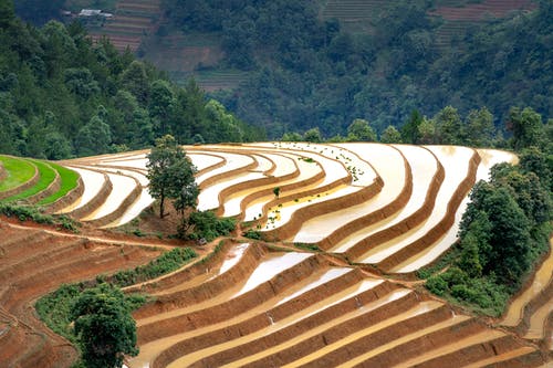 有关光, 农艺学, 和平的的免费素材图片