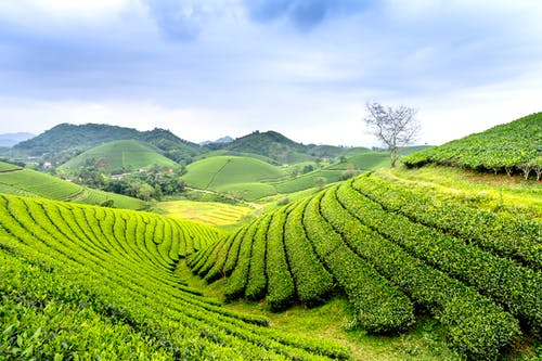 有关农艺学, 和諧, 地形的免费素材图片