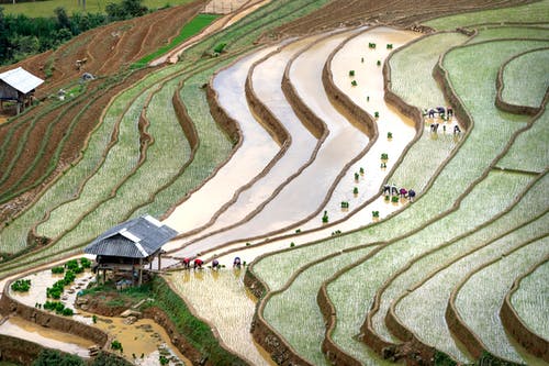 有关天性, 戶外, 水稻梯田的免费素材图片