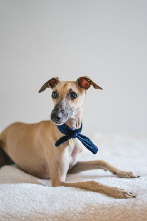 有关Copyspace, 一瞥, 伴侶的免费素材图片