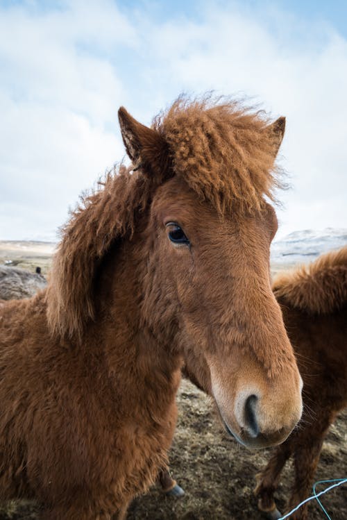 有关動物攝影, 哺乳動物, 垂直拍摄的免费素材图片