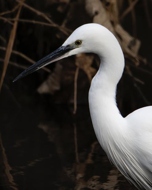 有关垂直拍摄, 涉水鸟, 特写的免费素材图片
