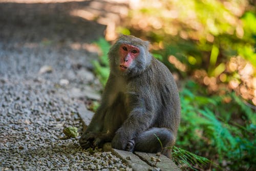 有关動物, 動物攝影, 哺乳動物的免费素材图片