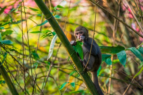 有关動物, 動物攝影, 哺乳動物的免费素材图片
