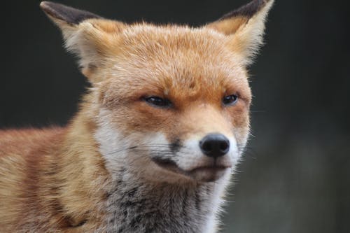 有关動物攝影, 哺乳動物, 毛皮的免费素材图片