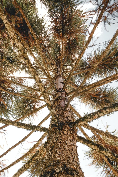 有关不变, 从下面, 低角度的免费素材图片