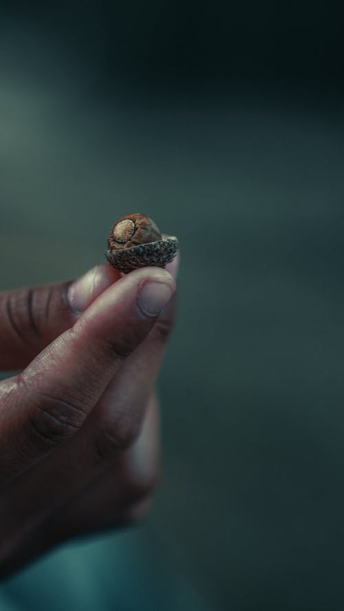 有关垂直拍摄, 堅果殼, 握住的免费素材图片