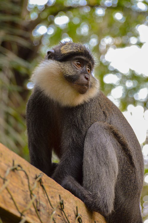 有关動物, 動物攝影, 哺乳動物的免费素材图片