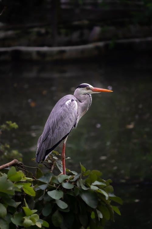 有关垂直拍摄, 涉水鸟, 特写的免费素材图片