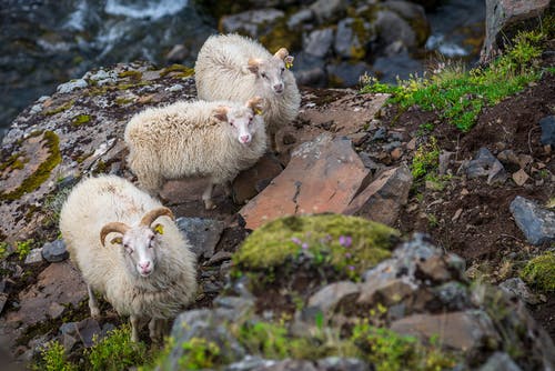 有关動物, 天性, 家畜的免费素材图片