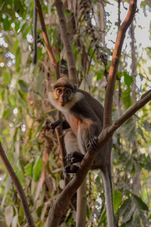 有关動物, 動物攝影, 哺乳動物的免费素材图片