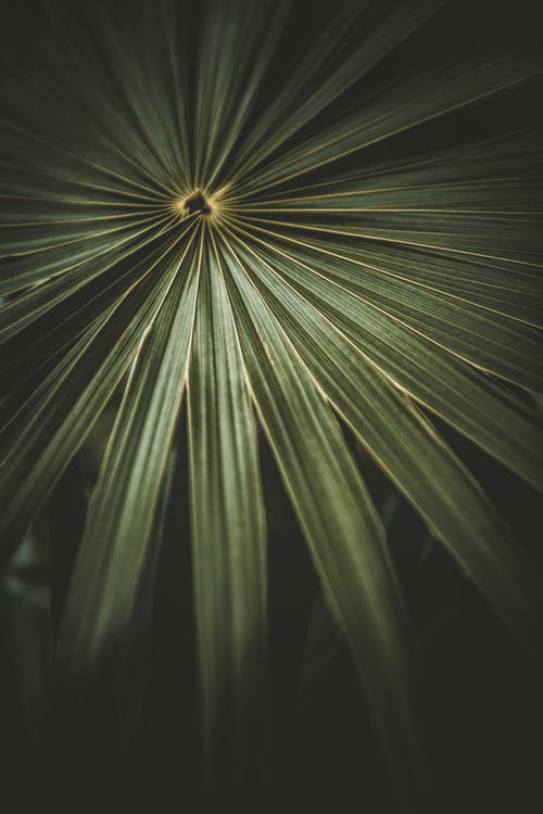 有关圖案, 垂直拍摄, 棕櫚樹葉的免费素材图片