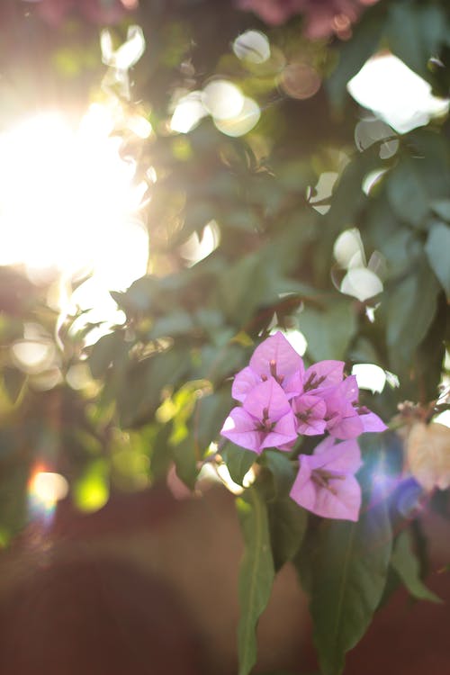 有关九重葛, 太陽, 工厂的免费素材图片
