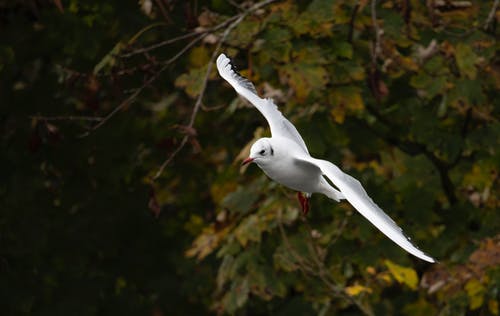 有关海鳥, 海鷗, 特写的免费素材图片