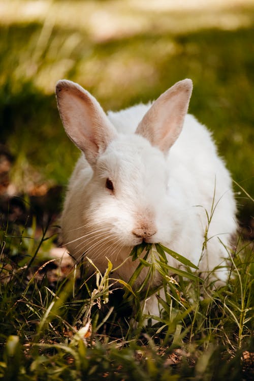 有关兔子, 利益, 動物的免费素材图片