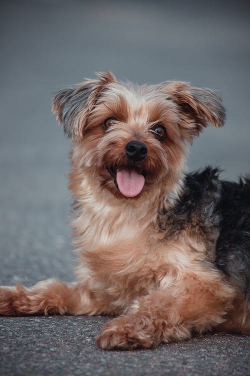 有关動物, 可愛, 哺乳動物的免费素材图片