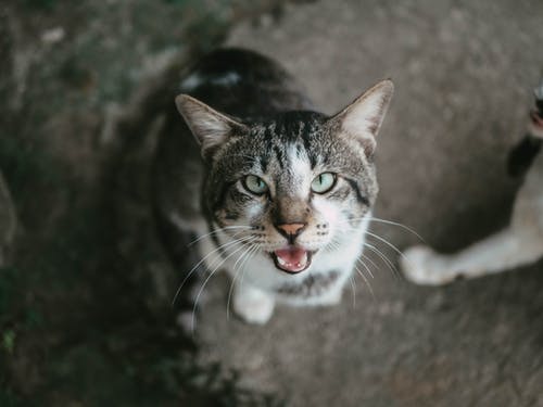 有关可愛, 可愛的, 大花猫的免费素材图片