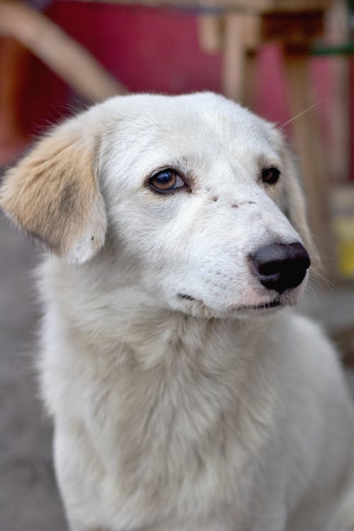 有关動物, 可愛, 可愛的的免费素材图片