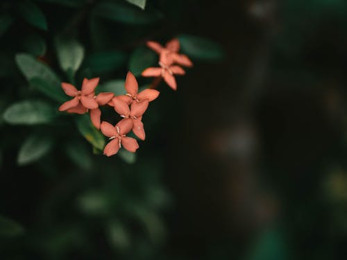 有关三潭, 仙丹花, 小的免费素材图片