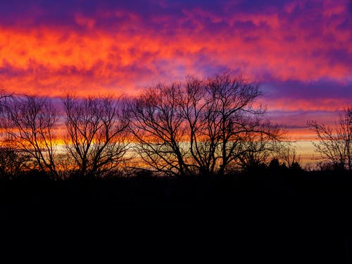 有关乾枯, 光秃秃的树木, 剪影的免费素材图片