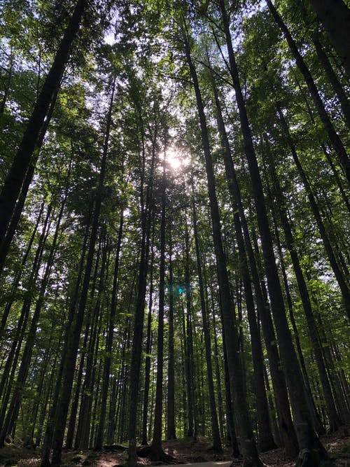 有关垂直拍摄, 天性, 太陽眩光的免费素材图片