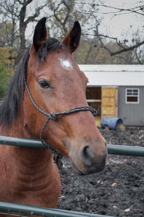 有关動物, 動物攝影, 哺乳動物的免费素材图片