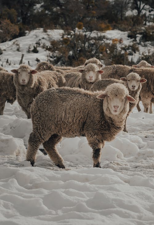 有关一群動物, 冬季, 動物攝影的免费素材图片