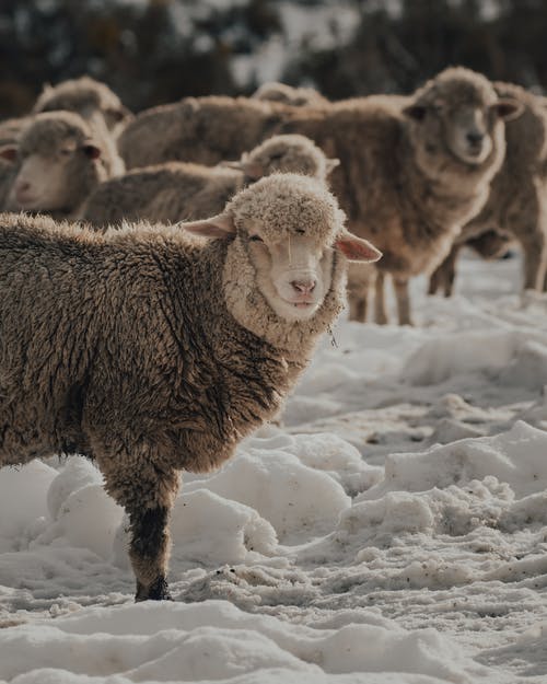 有关一群動物, 冬季, 動物攝影的免费素材图片