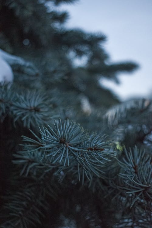 有关垂直拍摄, 天性, 松树叶的免费素材图片