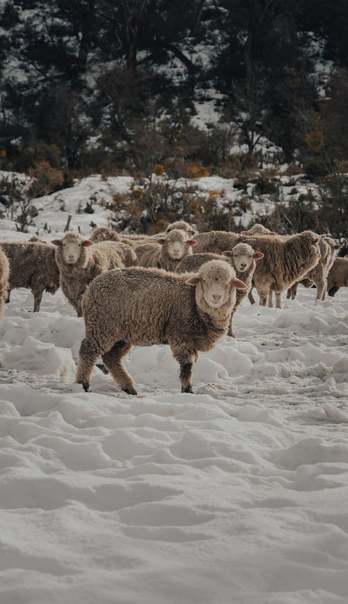 有关一群動物, 冬季, 動物攝影的免费素材图片