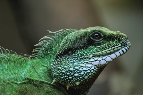 有关動物, 動物攝影, 爬蟲的免费素材图片