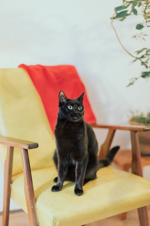 有关可愛, 可愛的, 單人沙發的免费素材图片