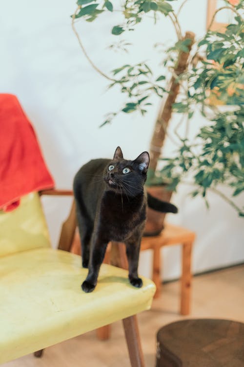 有关休克, 可愛, 可愛的的免费素材图片