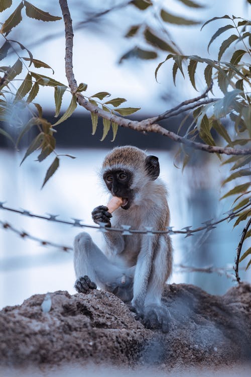 有关動物, 動物攝影, 吃的免费素材图片