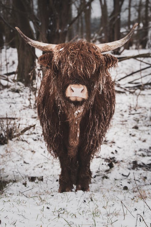 有关公牛, 冬季, 冷的免费素材图片