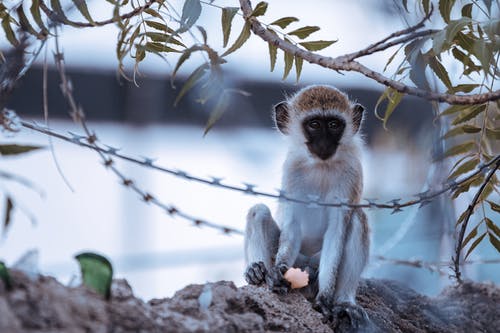 有关動物, 動物攝影, 帶刺電線的免费素材图片